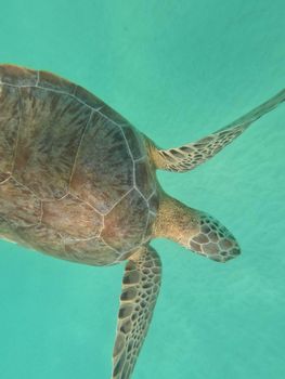 A captivating image of a sea turtle swimming in crystal clear water, showcasing its unique shell pattern.