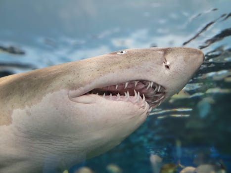 Detailed close-up of a shark swimming underwater in the Toronto aquarium with visible teeth.