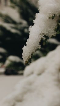 Detailed shot of snow covering an evergreen branch, showcasing winter weather beauty.