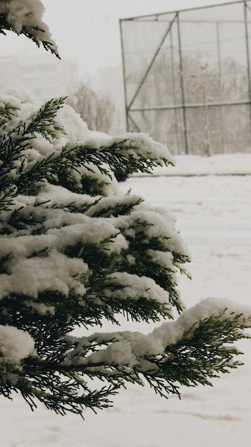 Gratis Fotos de stock gratuitas de árbol, de cerca, frío Foto de stock