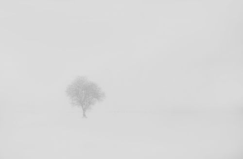 Free A lone tree stands in a vast snow-covered field in Iran, under a misty winter sky. Stock Photo