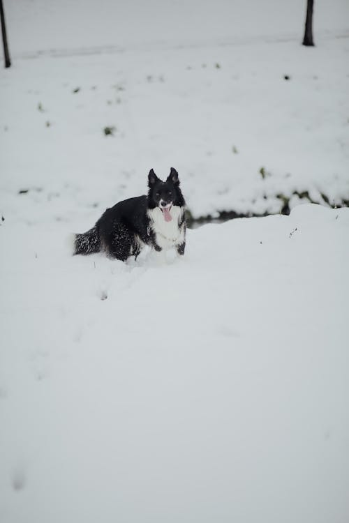 Free Dog on Snow Covered Ground Stock Photo