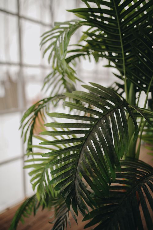 Free Vibrant green palm leaves thriving indoors, offering a lush natural aesthetic. Stock Photo