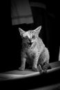 A Grayscale of a Cat Hissing