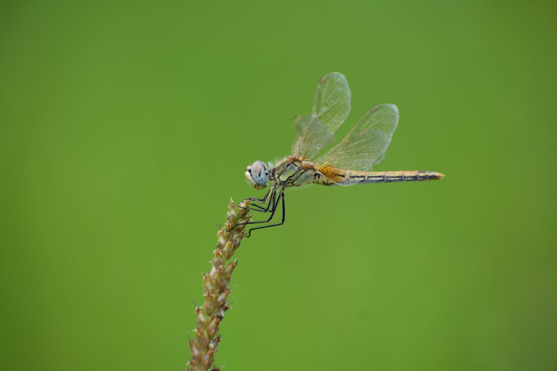 
A Macro Shot of a Dragonfly