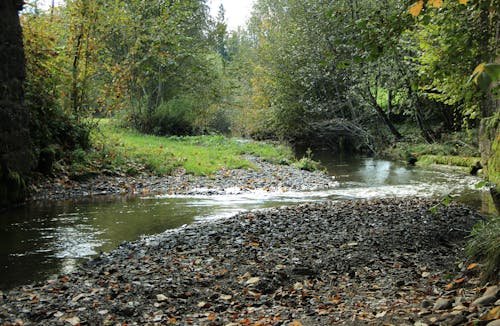 Kostenloses Stock Foto zu bachlauf