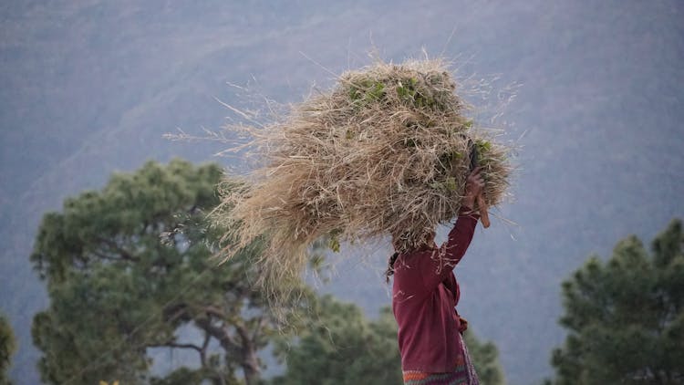 A Farmer Carrying Hay