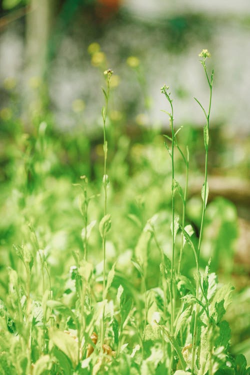 Free 
A Close-Up Shot of Green Flowering Plants Stock Photo