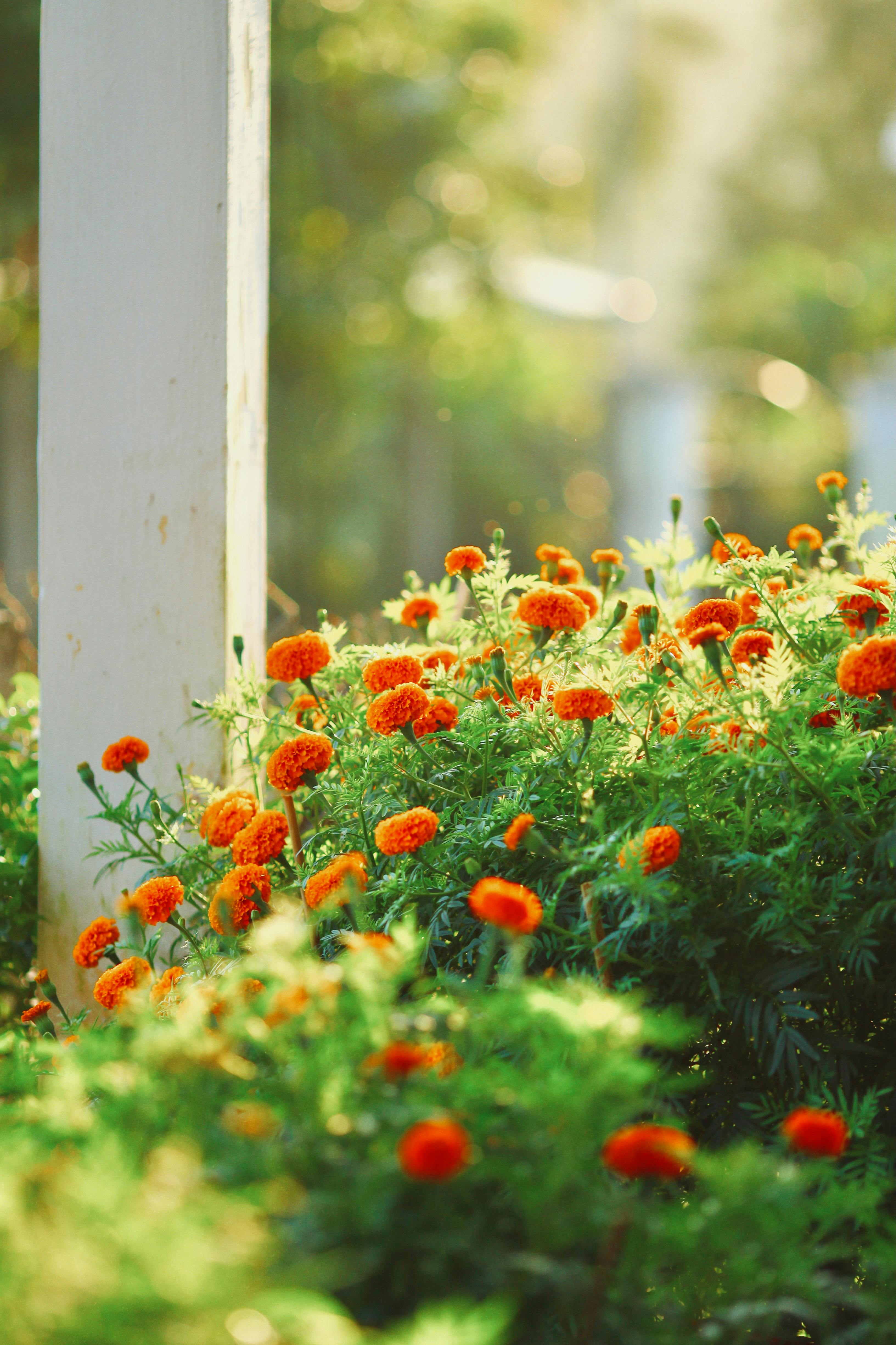 Bright orange marigold flowers blooming in a sunlit outdoor garden, creating a warm and vibrant scene.
