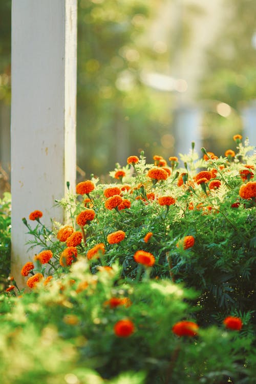 Fotos de stock gratuitas de color naranja, crecimiento, flor