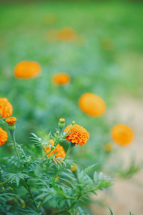 Shallow Focus of Blooming Marigold Flowers