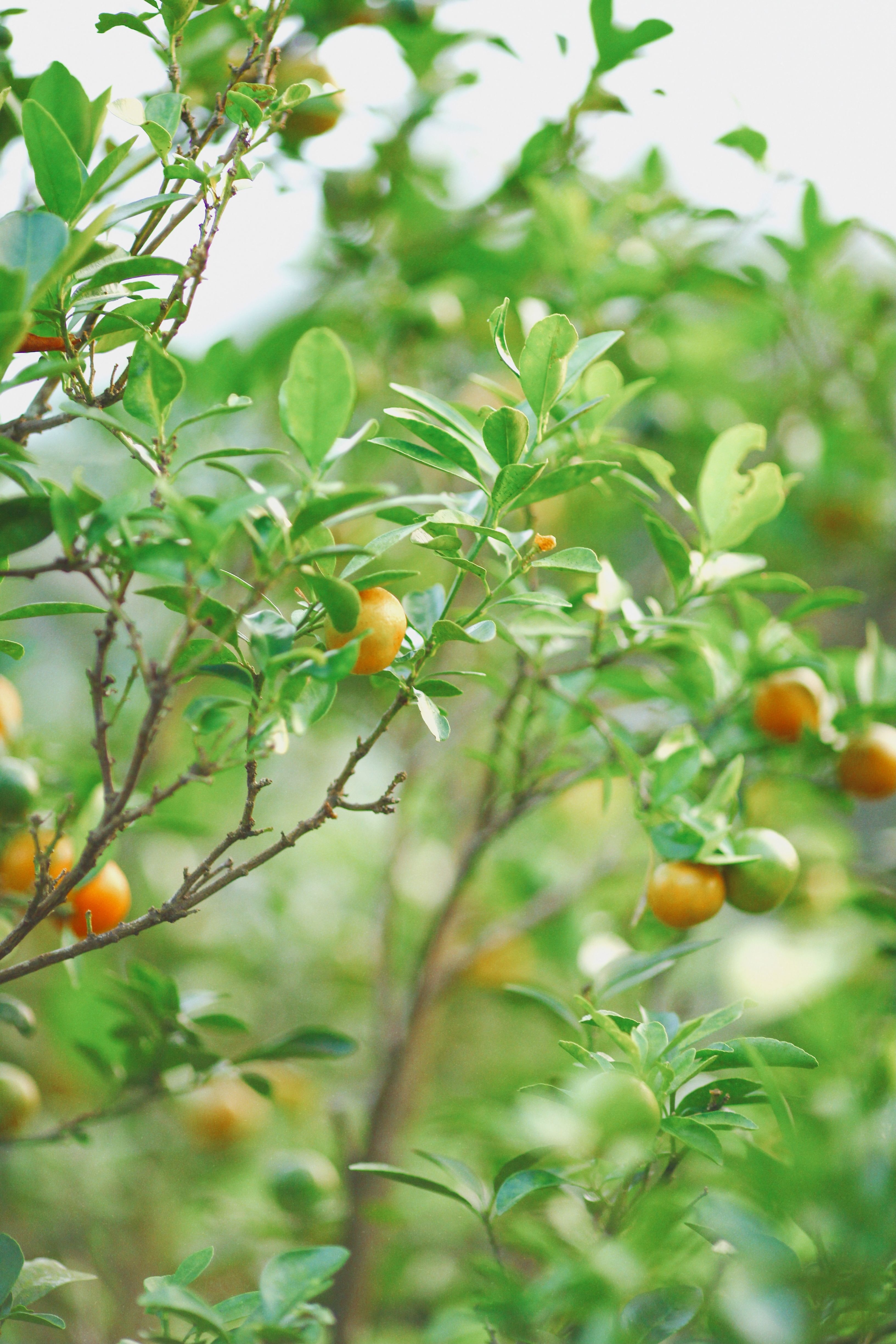 Lush green branches with ripe persimmons, showcasing natural botany and growth.