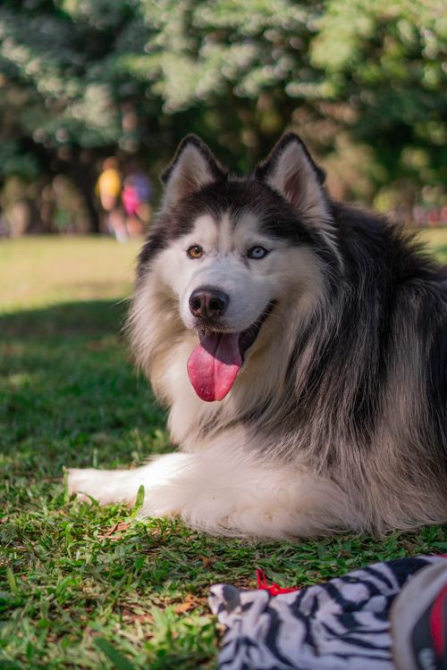 Free A Siberian Husky enjoys a sunny afternoon lounging on lush green grass in a park setting. Stock Photo