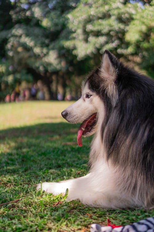 Kostenloses Stock Foto zu bezaubernd, hund, hündisch