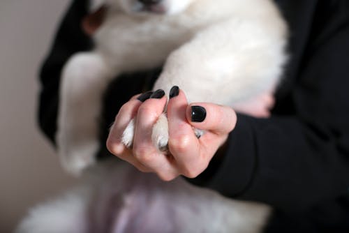 Close Up Photo of Person Holding a Paw