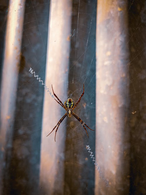 Close Up Photo of a Spider