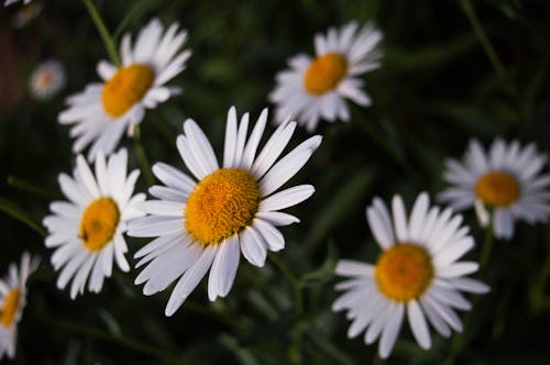 คลังภาพถ่ายฟรี ของ ดอกเดซี, ดอกเดซี่สีขาว, ดอกไม้