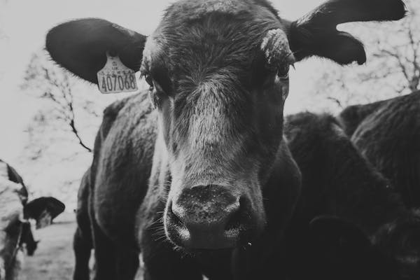 Quraty gold pricing platform interface