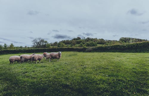 Free Herd of Sheep on Green Grass Field Stock Photo