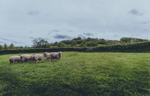 Herd of Sheep on Green Grass Field