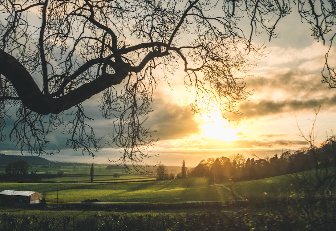 Free Bare Trees Near Green Grass Field Stock Photo