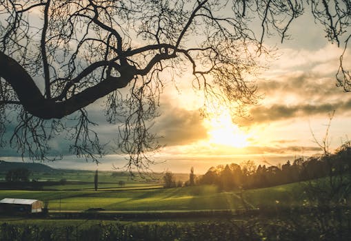 日落时分，一棵空旷的树木后面呈现出一片宁静的景象