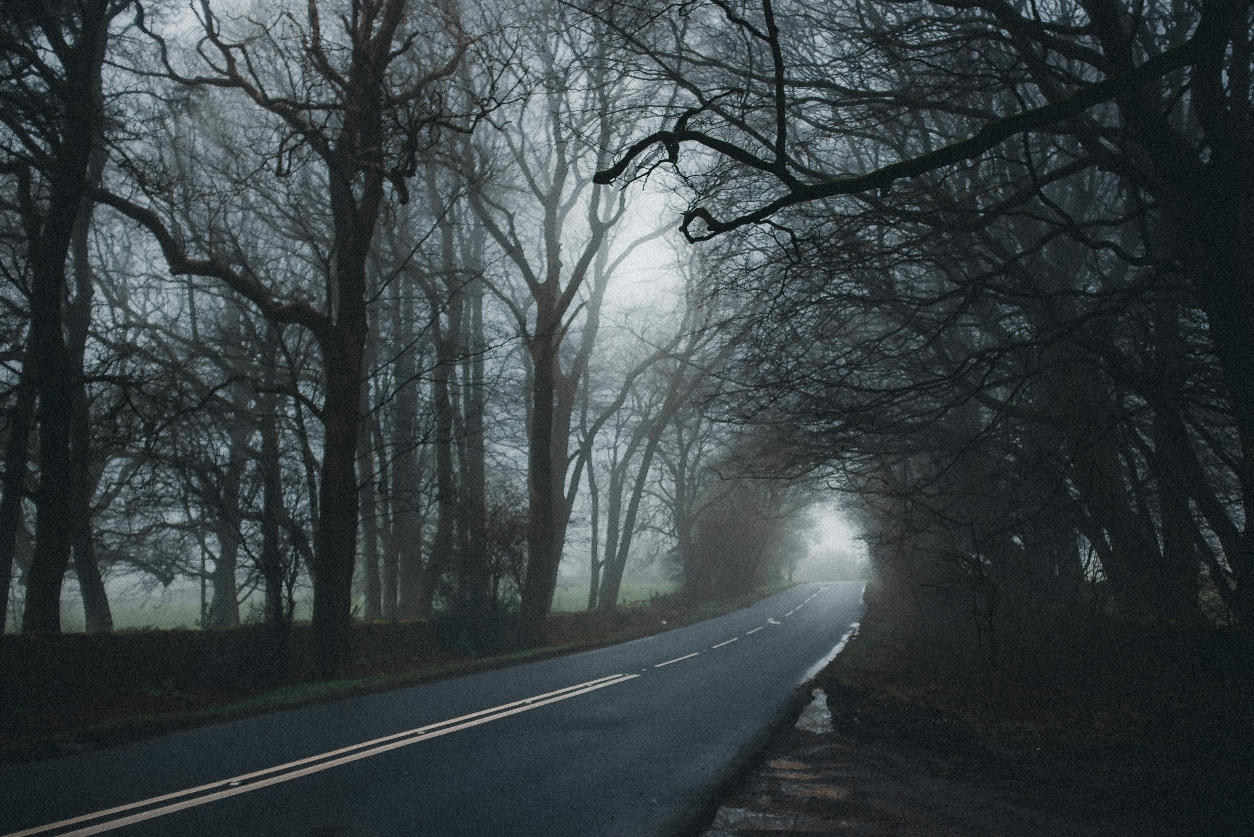 asphalt road between tall trees