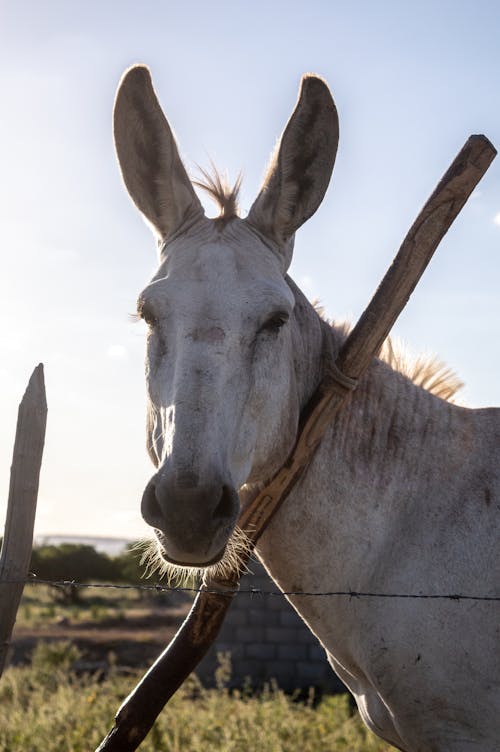 คลังภาพถ่ายฟรี ของ equidae, การถ่ายภาพสัตว์, ปศุสัตว์