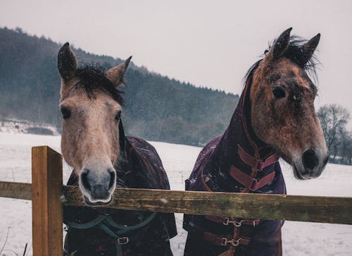 Δωρεάν στοκ φωτογραφιών με αγρόκτημα, άλογα, βουνό