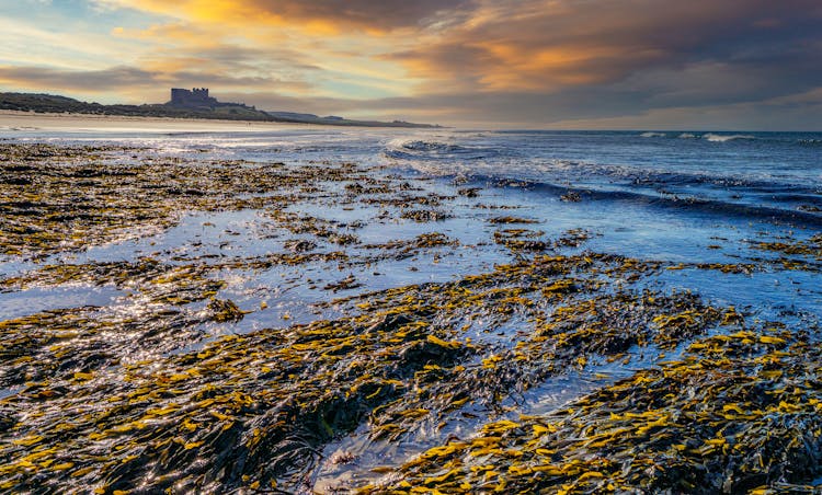 Seascape With Seaweed And Castle On Horizon