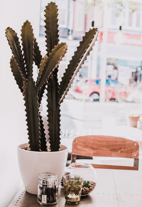 Green Cactus in Pot