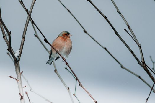 Close up on Chaffinch on Branch