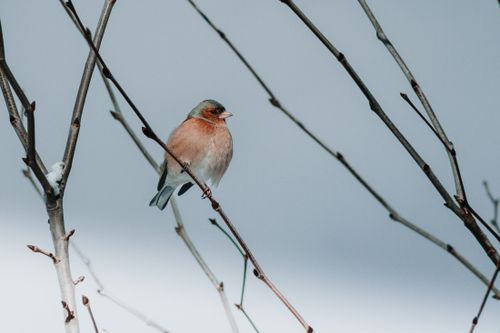 Free A chaffinch rests on a snow-dusted branch during winter in Istanbul, Turkey, showcasing natural beauty. Stock Photo