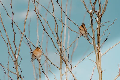 
Common Chaffinch Birds Perched on Tree Branches