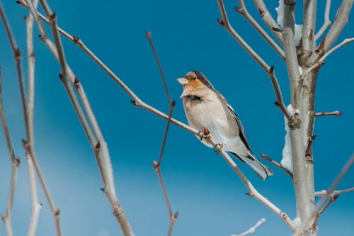 Bird Perched on a Twig