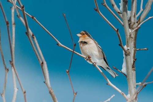 Free A close-up of a chaffinch bird perched on a snowy branch against a clear blue sky. Stock Photo