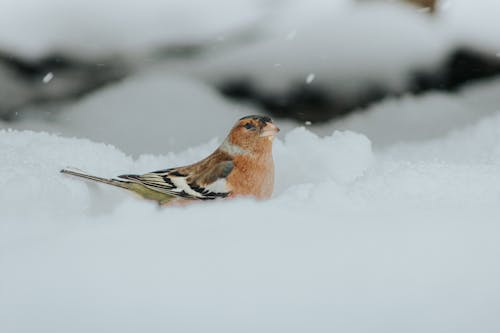 
A Close-Up Shot of a Common Chaffinch on Snow