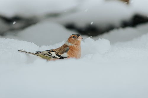 Gratis stockfoto met aviaire, beest, bevriezen