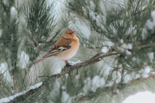 Free Close-up of a common chaffinch resting on a snowy pine branch in a winter landscape. Stock Photo