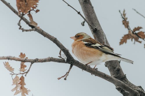 A Common Chaffinch on a Tree Branch 