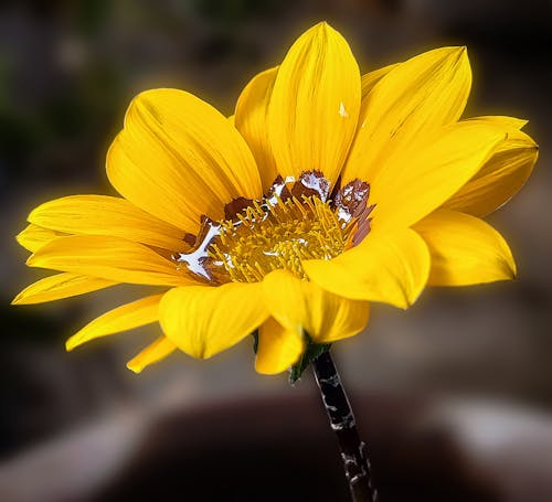 Immagine gratuita di bel fiore, fiore fresco, fiore giallo