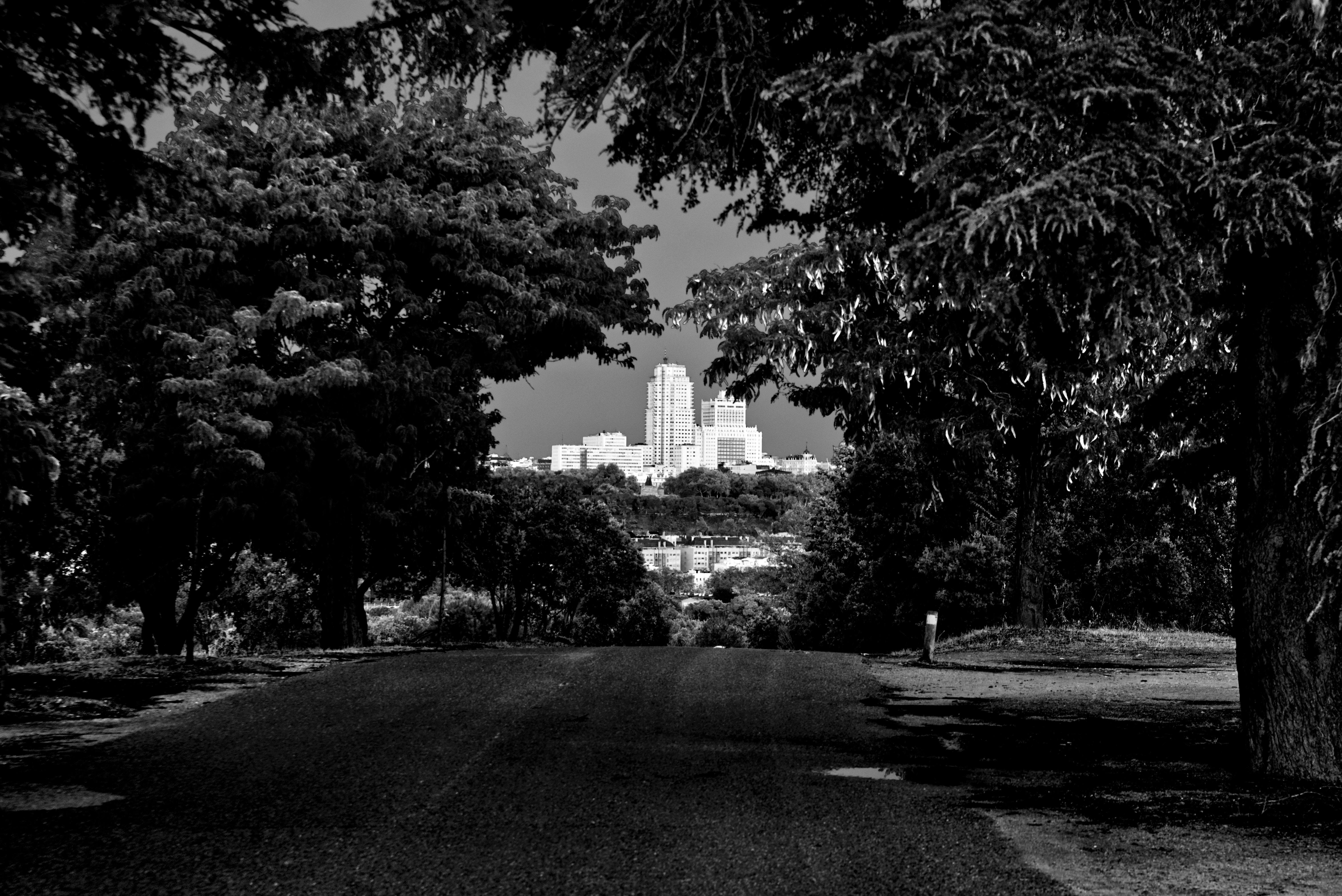 grayscale photo of a park