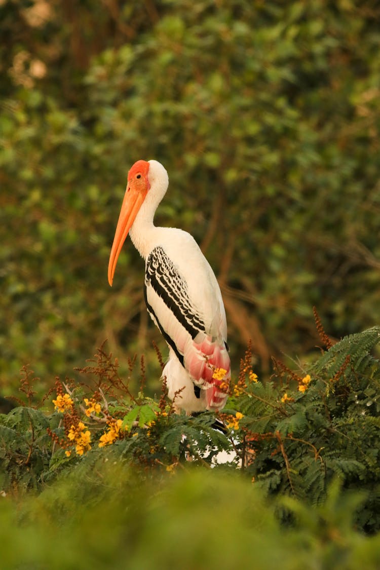 Close-up Of A Painted Stork Bird 