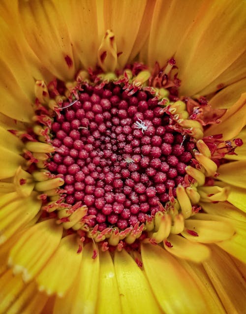 Immagine gratuita di bel fiore, colpo di macro, fiore giallo