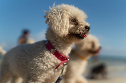 動物攝影, 特写, 犬 的 免费素材图片