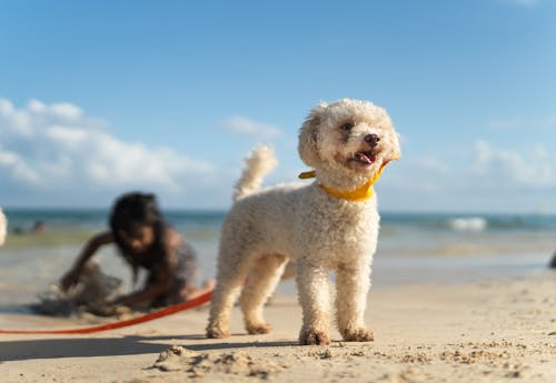 hayvan fotoğrafçılığı, kıyı, köpek içeren Ücretsiz stok fotoğraf