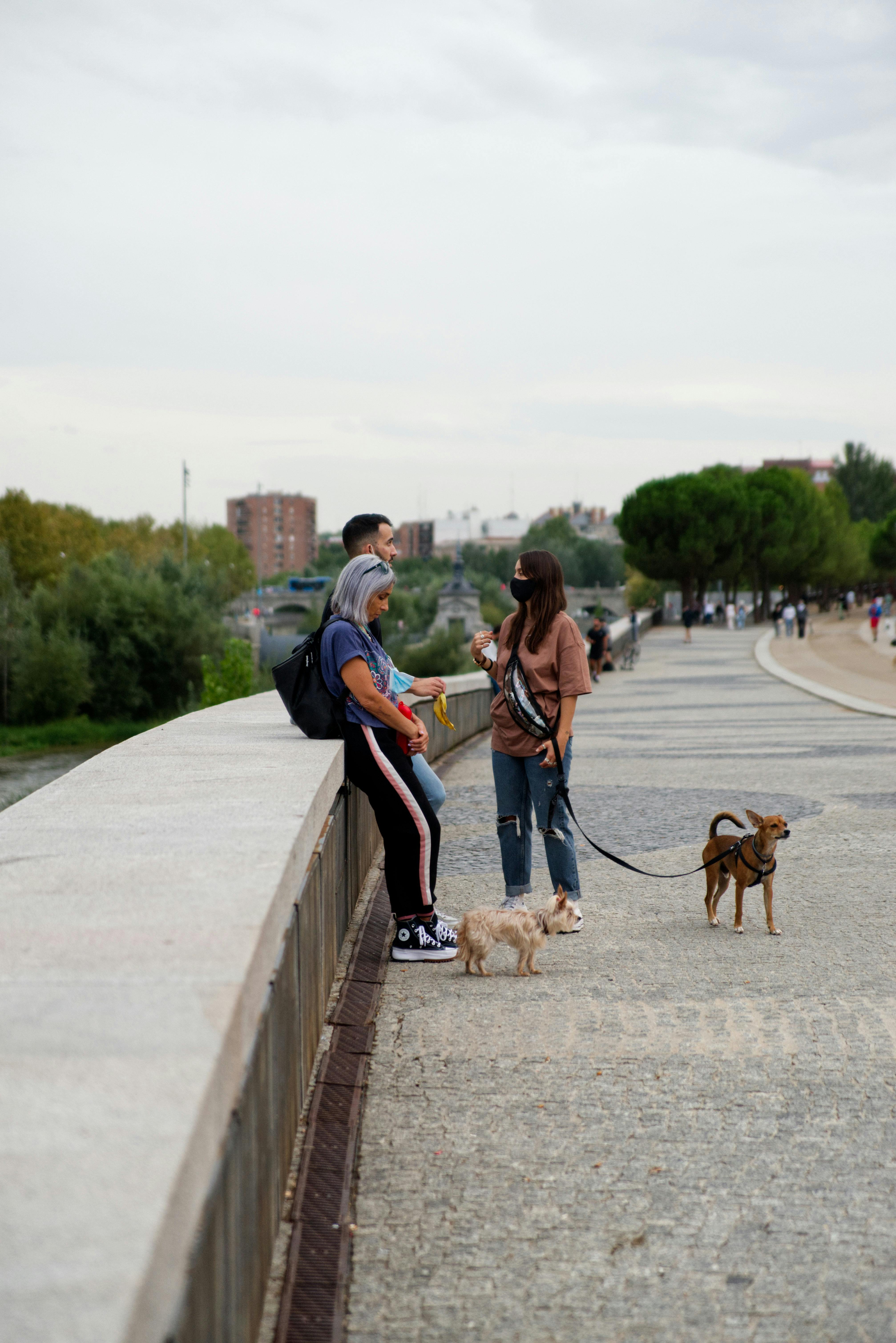 people talking together with dogs