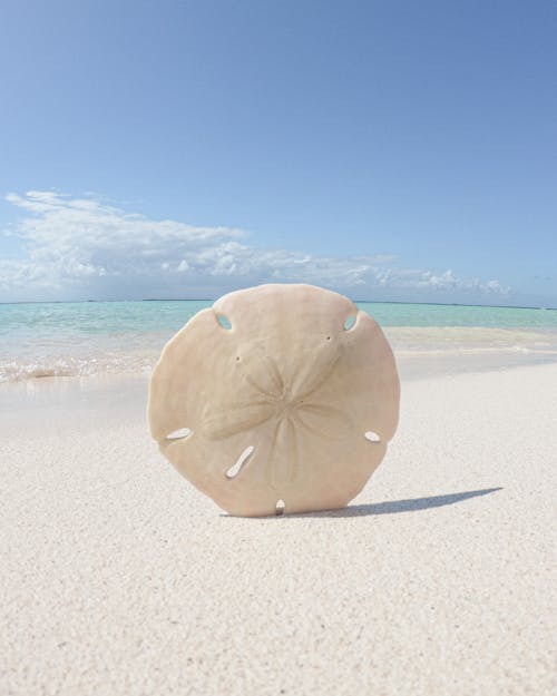 Close-Up Shot of a Sea Shell on the Sea Shore