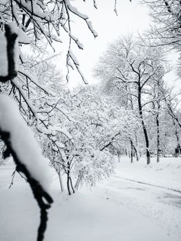 A serene snow-covered forest with trees blanketed in winter snow, creating a tranquil atmosphere.
