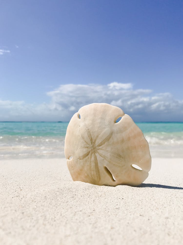 Close Up Photo Of A Sand Dollar